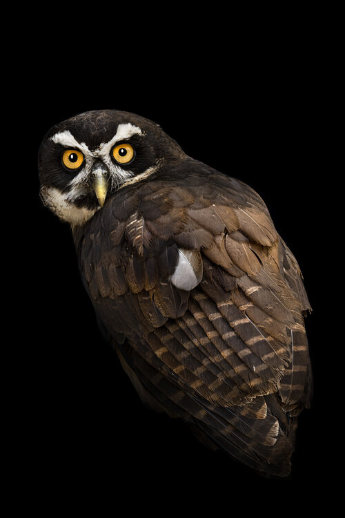 Chi sei tu? stefano Lunardi