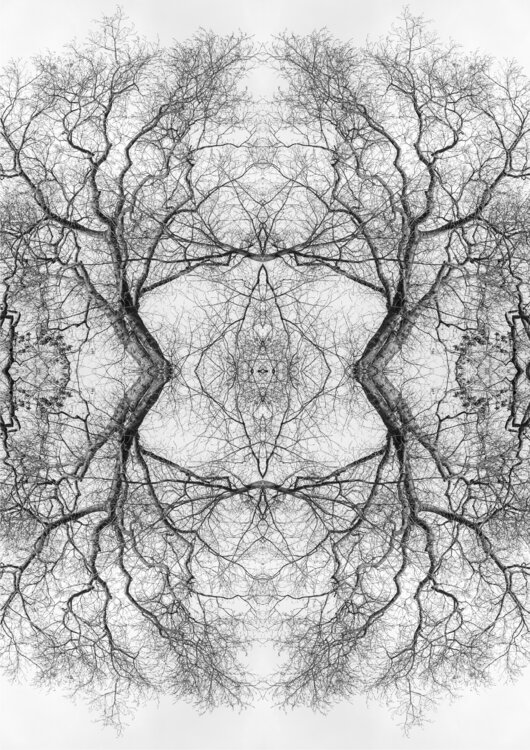 Karma  - Mystic trees stefano Lunardi