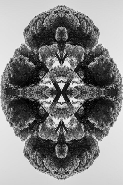 Karma 3 - Mystic trees stefano Lunardi