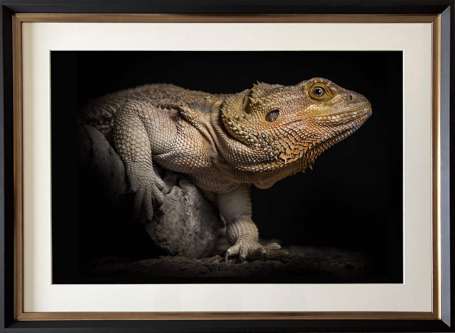 little godzilla stefano Lunardi