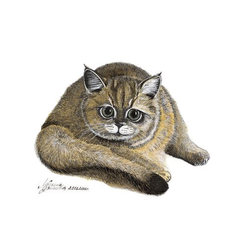 Kitten drawing di Miglena Dyankova, Disegno in vendita su Singulart