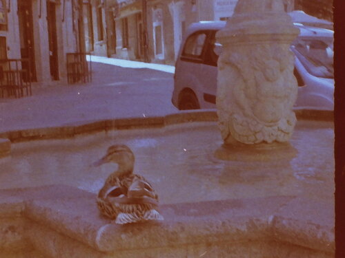 Pato en fuente von Juan Pinilla Pinilla Gonzalez, Fotografie kaufen auf Singulart