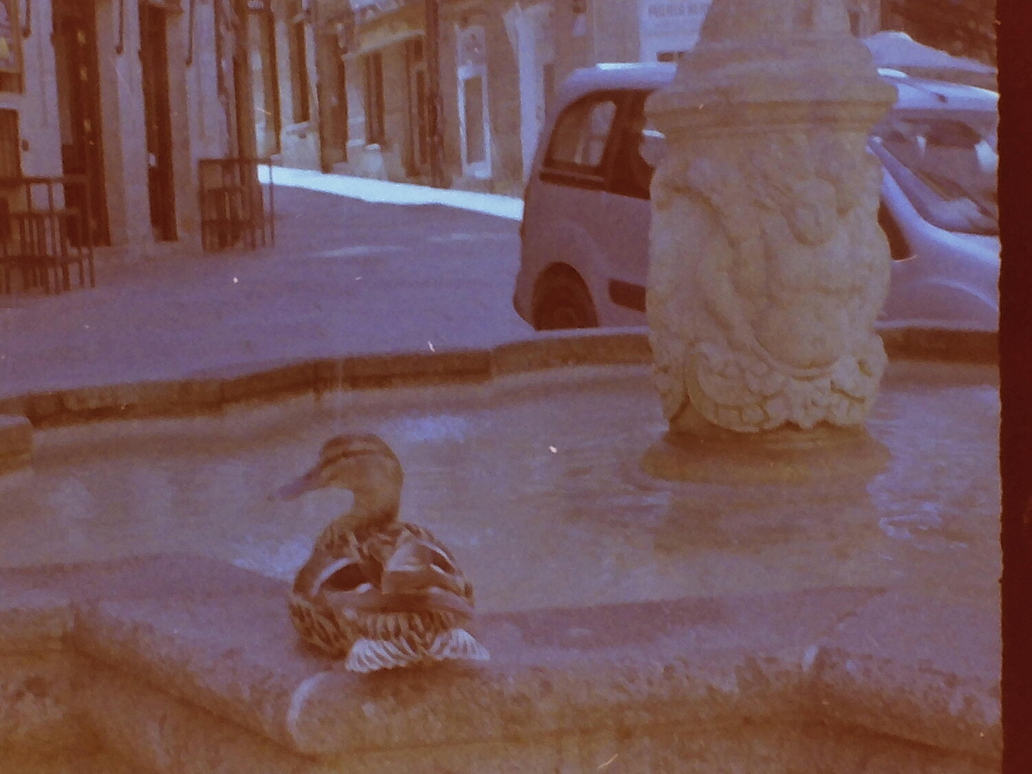 Pato en fuente Juan Pinilla Pinilla Gonzalez Fotografie zu verkaufen