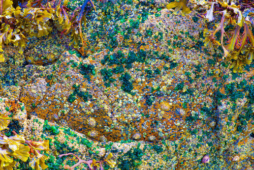 PLATEAU DE COQUILLAGES van jean-luc bohin, Fotografie te koop op Singulart