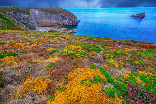 LANDE DU CAP FREHEL EN AUTOMNE jean-luc bohin
