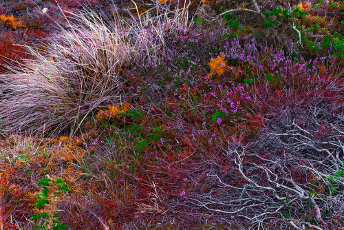 LANDE DE FREHEL EN AUTOMNE jean-luc bohin