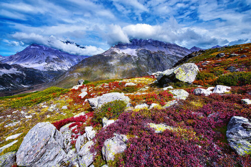 CHAMPS DE MYRTILLES & NUAGES EN VANOISE jean-luc bohin