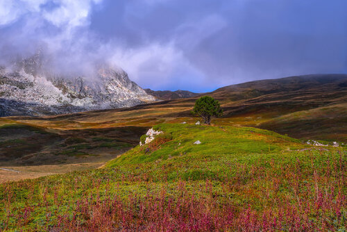 L'Arbre Solitaire by jean-luc bohin, Photography for Sale on Singulart