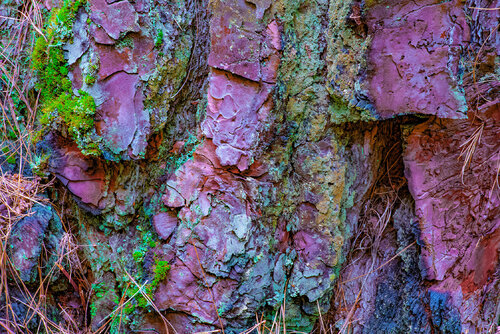 ÉCORCE DE PIN, île de La Palma jean-luc bohin