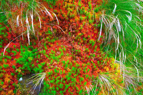 ÉCLATS POLYCHROMES van jean-luc bohin, Fotografie te koop op Singulart