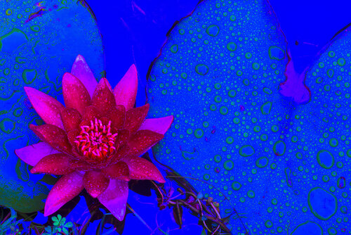 NÉNUPHAR AU BAIN 1 von jean-luc bohin, Fotografie kaufen auf Singulart