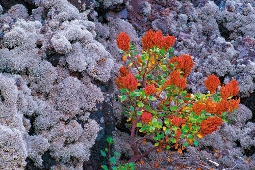 ORANGE ENDÉMIQUE van jean-luc bohin, Fotografie te koop op Singulart