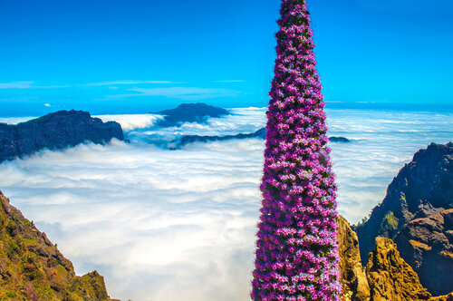 VIPÉRINE AU DESSUS DES NUES by jean-luc bohin, Photography for Sale on Singulart