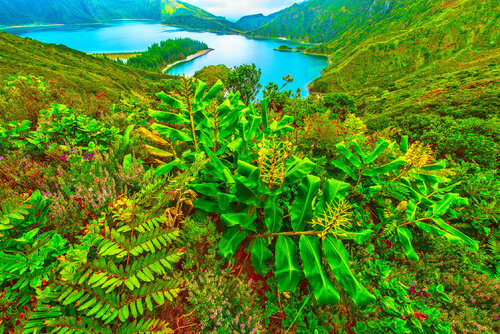 LA MURAILLE VERTE de jean-luc bohin, Fotografía a la venta en Singulart