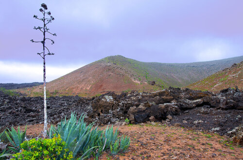 BOUQUET D’AGAVES A MONTANA BLANCA von jean-luc bohin, Fotografie kaufen auf Singulart