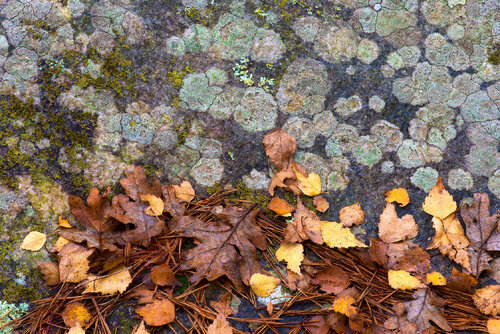 ENVOUTÉ VELOUTÉ jean-luc bohin