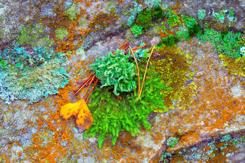 LE JARDIN D’EDEN von jean-luc bohin, Fotografie kaufen auf Singulart