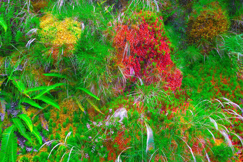 JARDIN D'IVRESSE jean-luc bohin