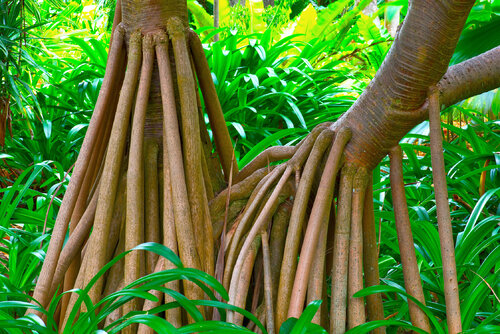 MONSIEUR ET MADAME PANDANUS jean-luc bohin