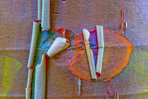 ACER GRISEUM jean-luc bohin