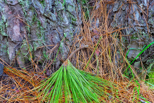 DESCENTE DE PIN jean-luc bohin