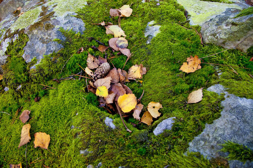 NID DE FEUILLES A FLANC DE ROCHER jean-luc bohin