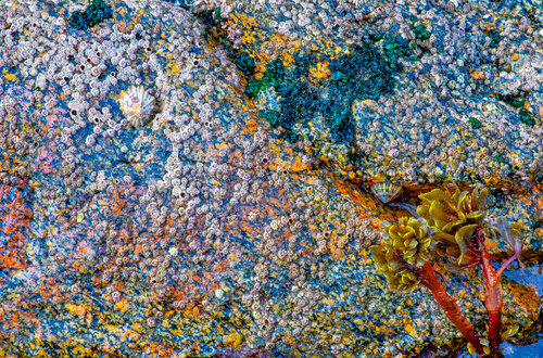 BAS-RELIEF EN MOSAÎQUE jean-luc bohin