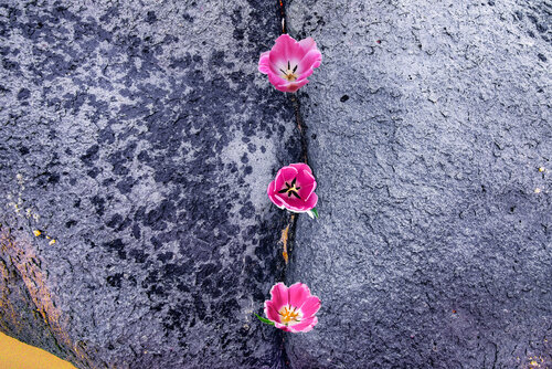 GALERIE DES SABLES   & TULIPES ROSES  n°1 jean-luc bohin