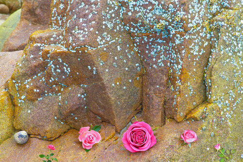 ROSES GRANIT & COQUILLAGES van jean-luc bohin, Fotografie te koop op Singulart