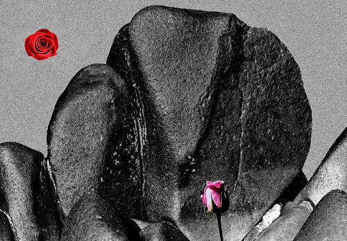 ÉLÉPHANT NOIR ROSE TULIPE jean-luc bohin