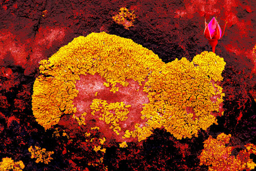 SAFRANÉ RAFIOT jean-luc bohin