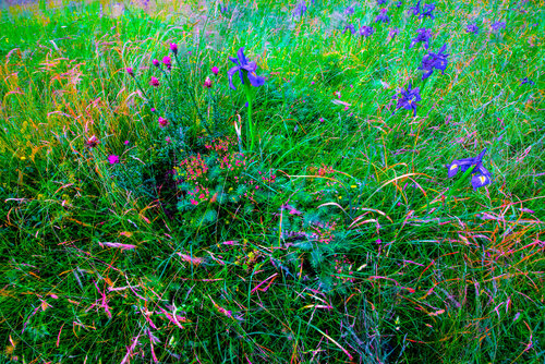 OSSUÉ BOUQUET van jean-luc bohin, Fotografie te koop op Singulart