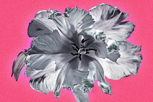 RADAR TULIPE jean-luc bohin