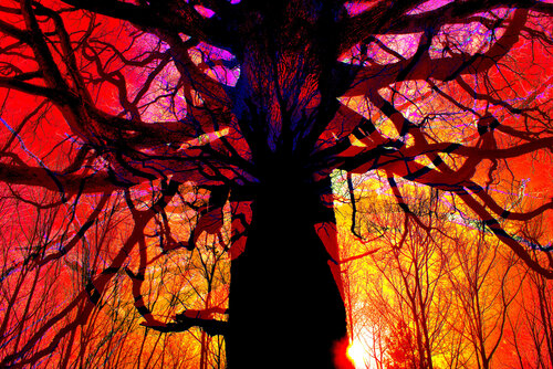 CHÊNE DE L’ASCENSION              Rambouillet 2023 van jean-luc bohin, Fotografie te koop op Singulart