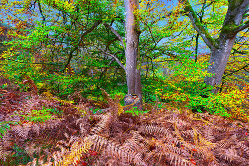 BONJOUR LES AMIS van jean-luc bohin, Fotografie te koop op Singulart