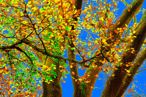 SYLVAINS CONFETTIS jean-luc bohin