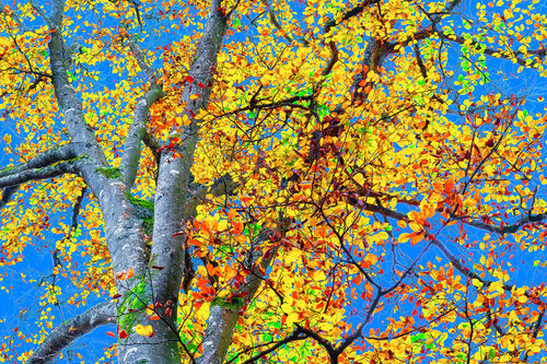ÉTENDARD STELLAIRE van jean-luc bohin, Fotografie te koop op Singulart