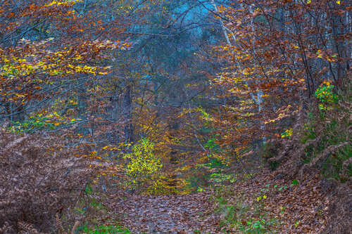 SI L’AUTOMNE M’ÉTAIT CONTÉE jean-luc bohin