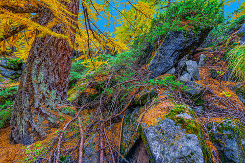 FORÊT DU LAC VERT par jean-luc bohin, Photographie en vente sur Singulart