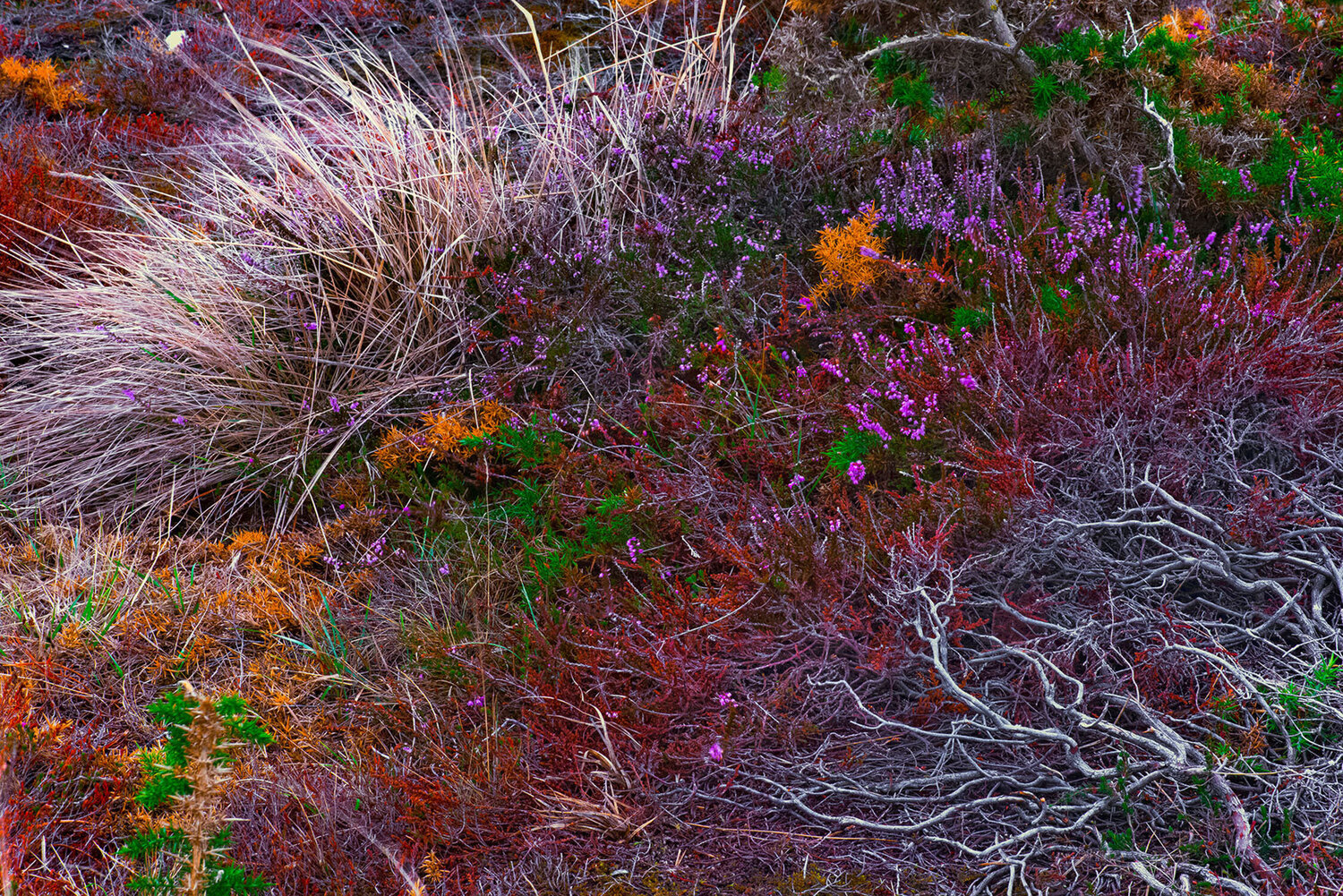 LANDE DE FREHEL EN AUTOMNE jean-luc bohin
