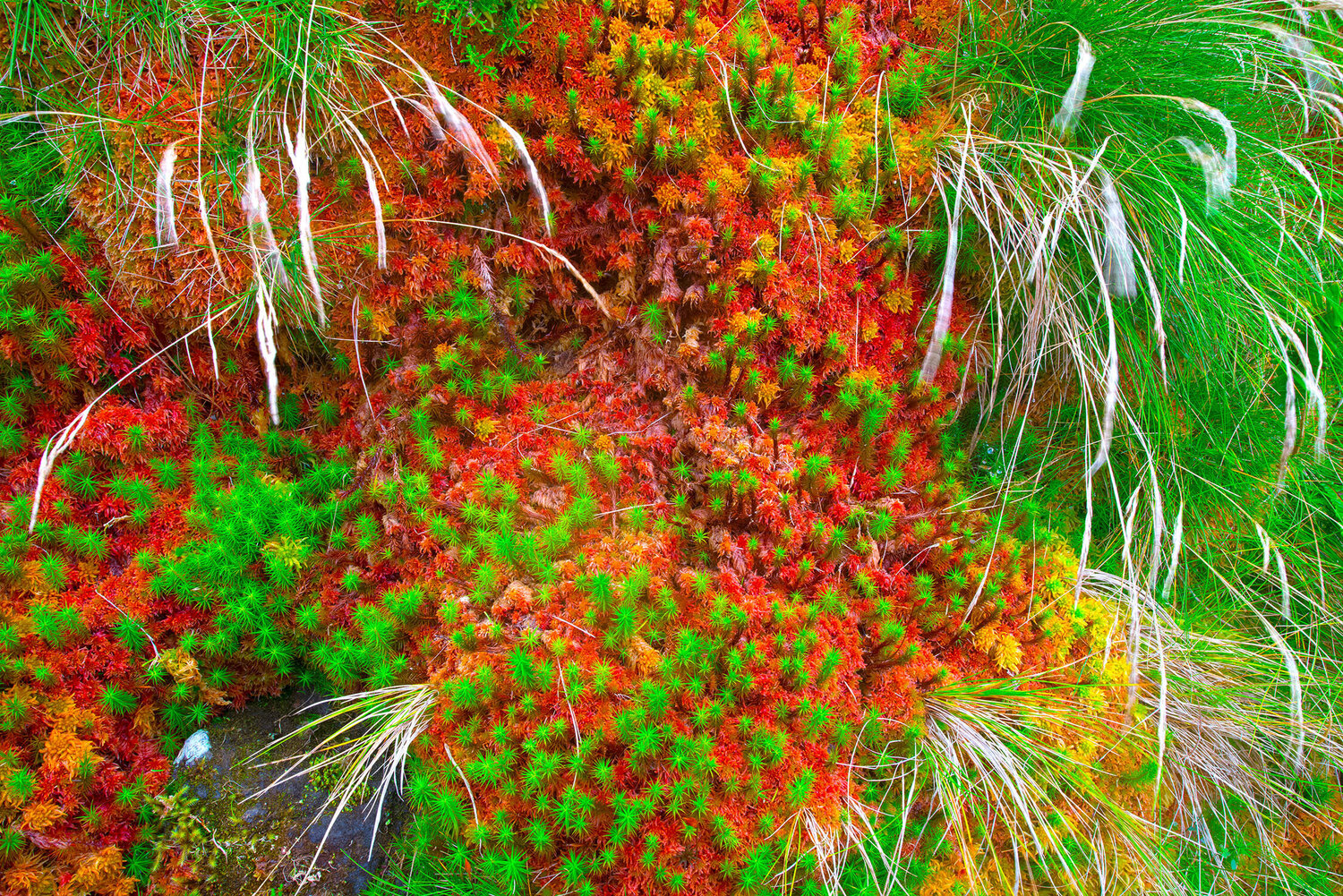 ÉCLATS POLYCHROMES jean-luc bohin