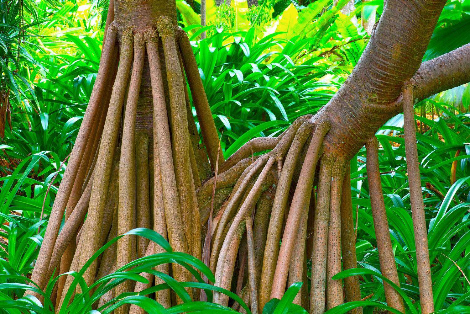 MONSIEUR ET MADAME PANDANUS jean-luc bohin Fotografie zu verkaufen