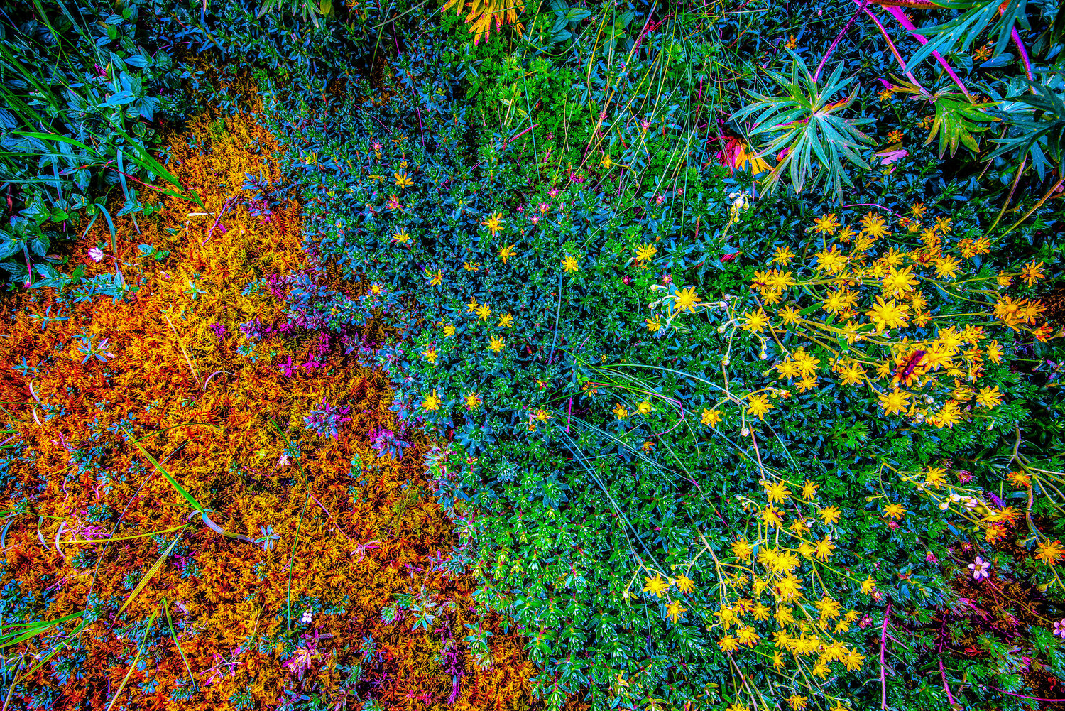LE JARDIN DES DÉLICES jean-luc bohin Fotografie zu verkaufen