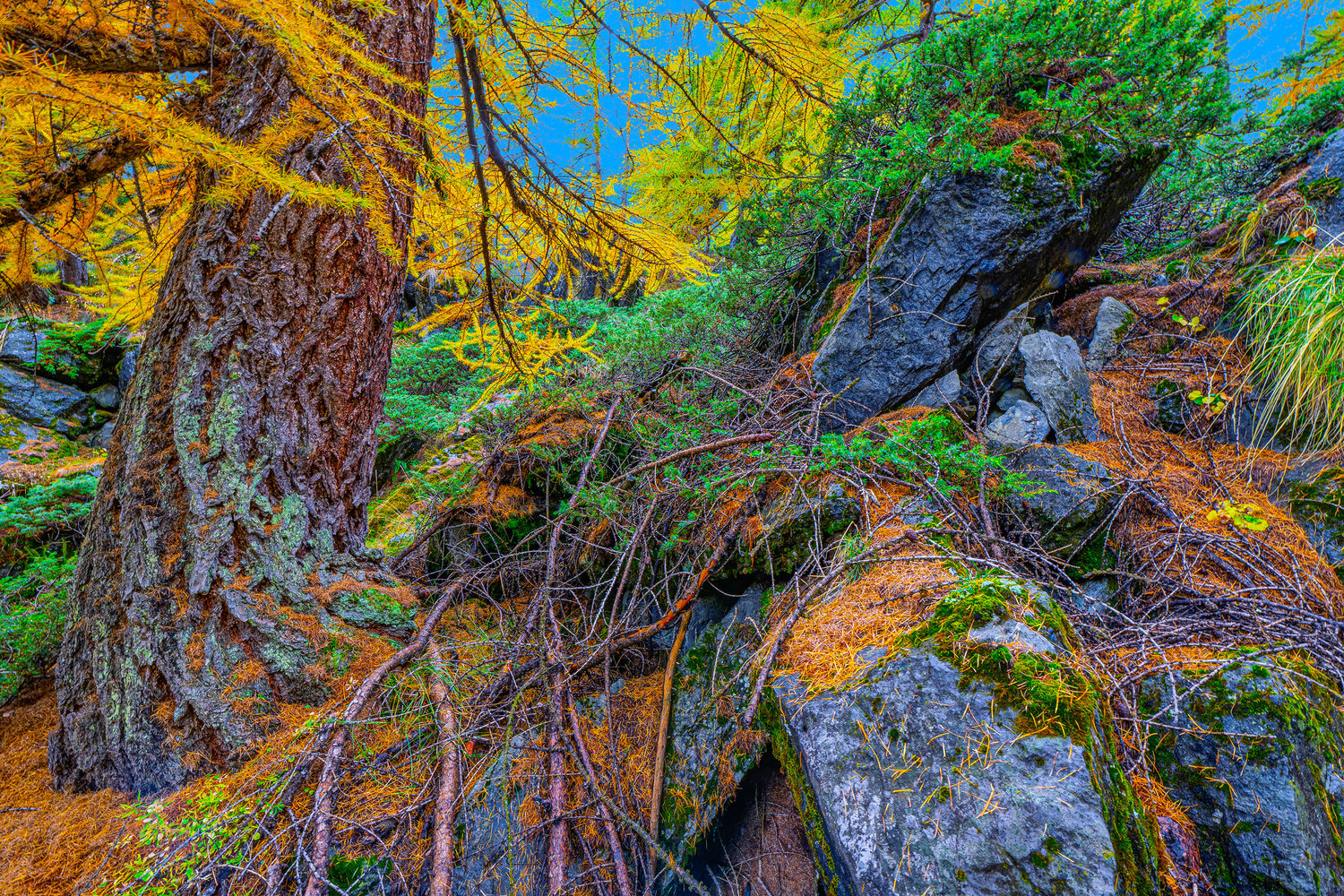 FORÊT DU LAC VERT jean-luc bohin