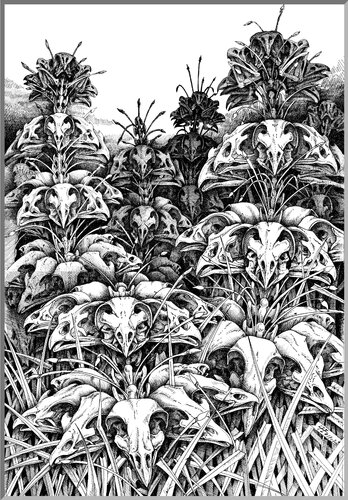 171212 Florauna Vogelskeletblume by Gerard Philippart, Print for Sale on Singulart