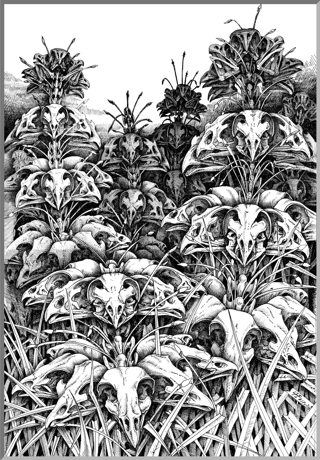 171212 Florauna Vogelskeletblume Gerard Philippart