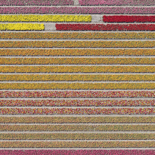 AV_Tulip_Fields_031 von Bernhard Lang, Fotografie kaufen auf Singulart