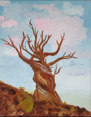 Old Pine by Miriam Brussato, Painting for Sale on Singulart