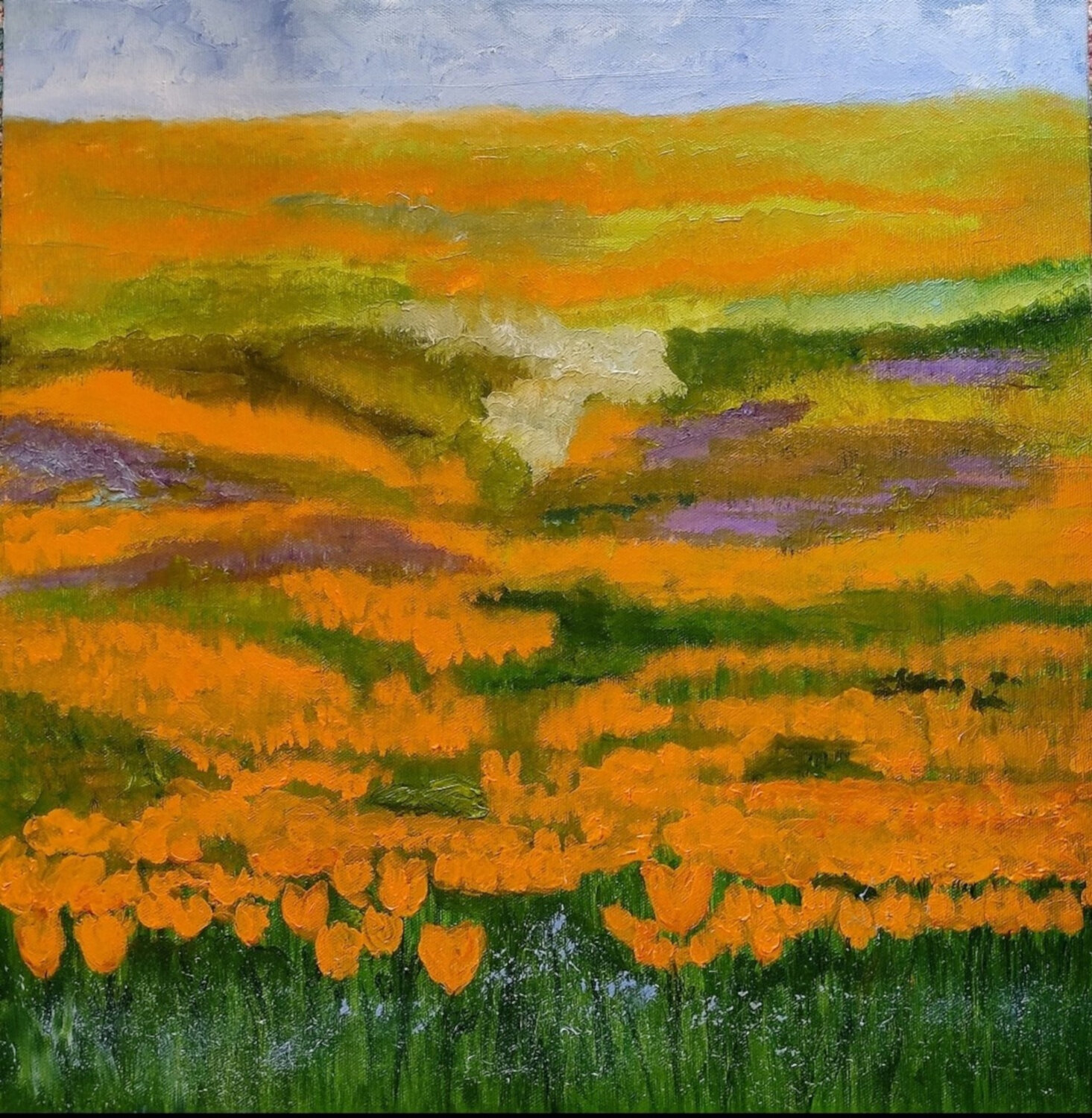 California poppies Miriam Brussato