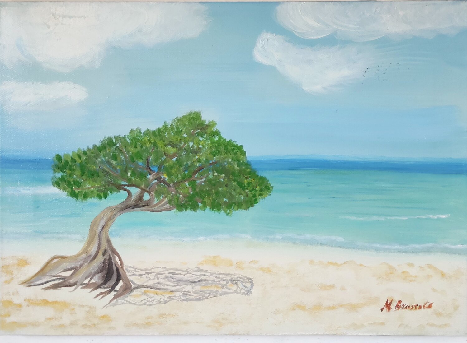 Albero Divi Divi Miriam Brussato